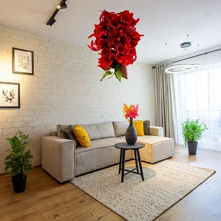 12bv Pop Old * Brasov